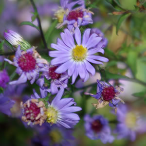 Aster cordifolius Little Carlow